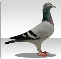 Armänia