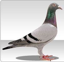 Chrisje