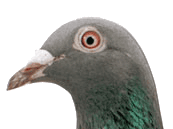 Chrisje