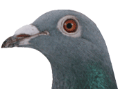 Roebi