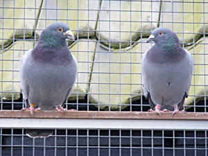 Kwekers in de ren