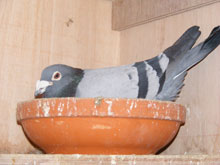 Kweker